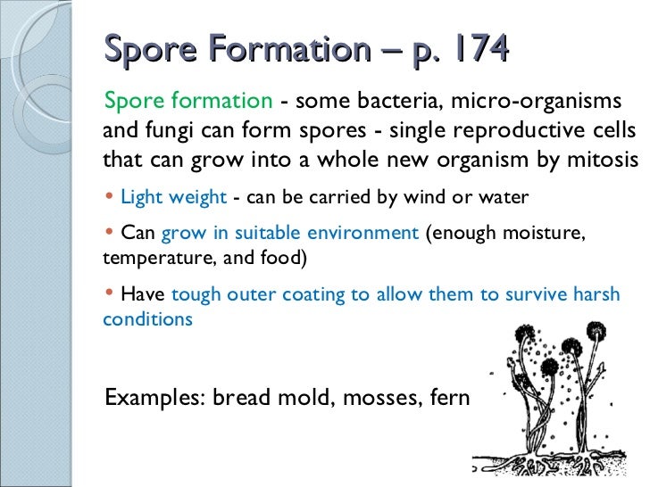 Questions to ask your boyfriend after hookup for a year Asexual reproduction spores definition